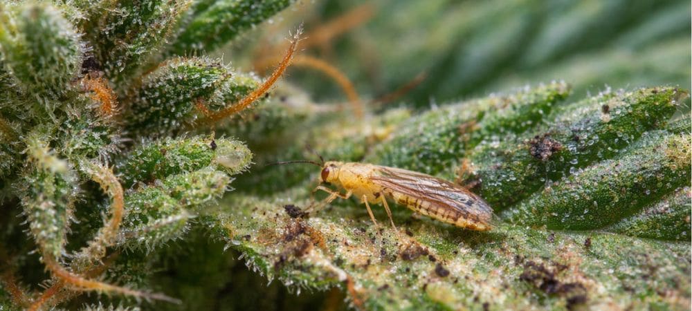 Detalle de insecto trips,  plaga en hoja de cannabis y su identificación para el control de plagas