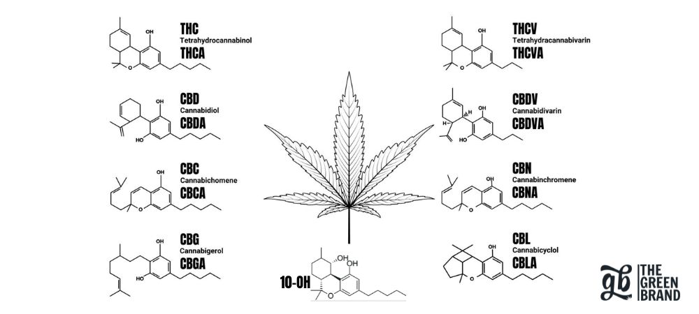 Comparación del 10-OH con otros cannabinoides para explicar qué es 10-OH
