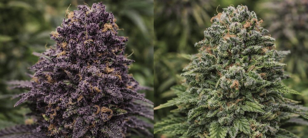 Comparativa color Purple Kush