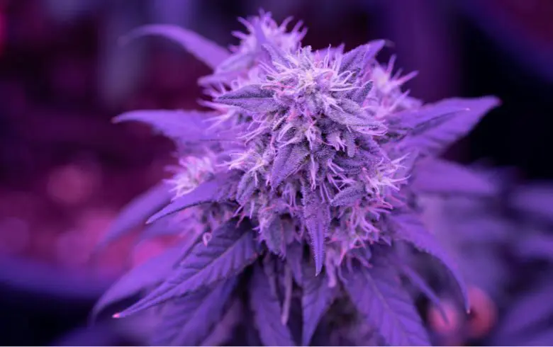 Semillas de marihuana con aroma intenso: qué tener en cuenta antes de elegir