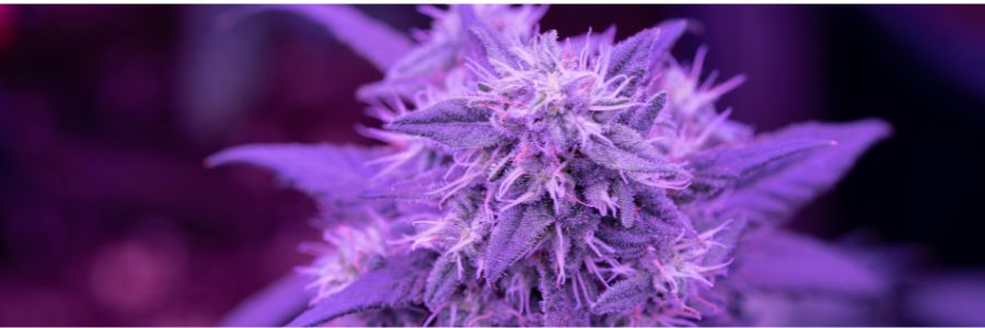 Semillas de marihuana con aroma intenso: qué tener en cuenta antes de elegir