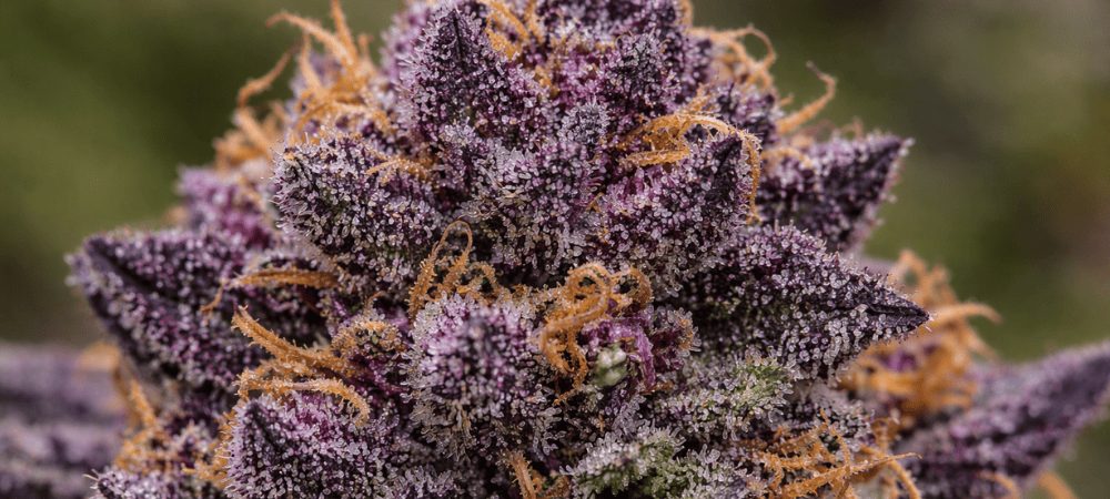 Dettaglio della cima della varietà Purple Kush
