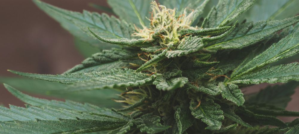 Fleur résineuse issue de graines de cannabis, au parfum intense et au profil terpénique marqué