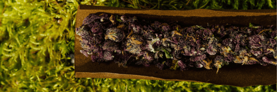Purple Kush: genética, sabor y cultivo