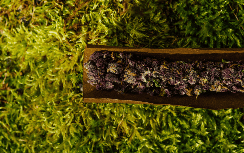 Cogollo purple kush morado con alta resina