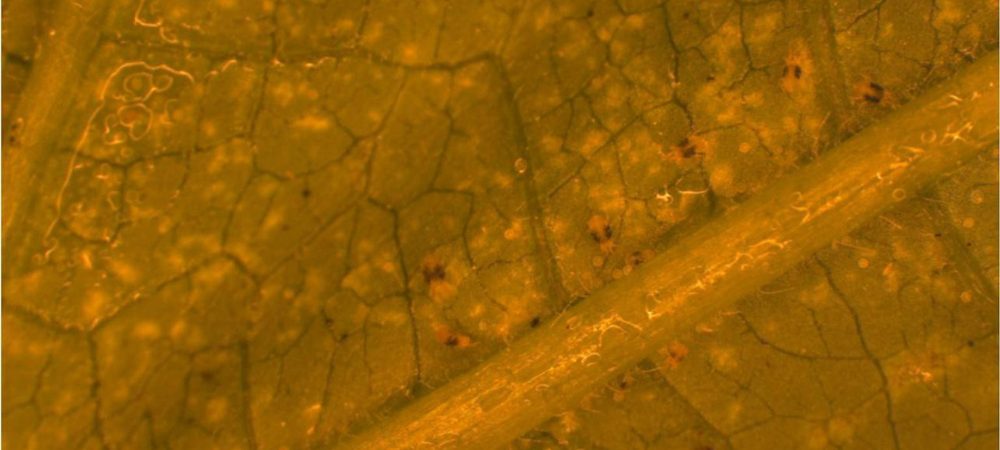 Signos de presencia de araña roja en plantas de marihuana