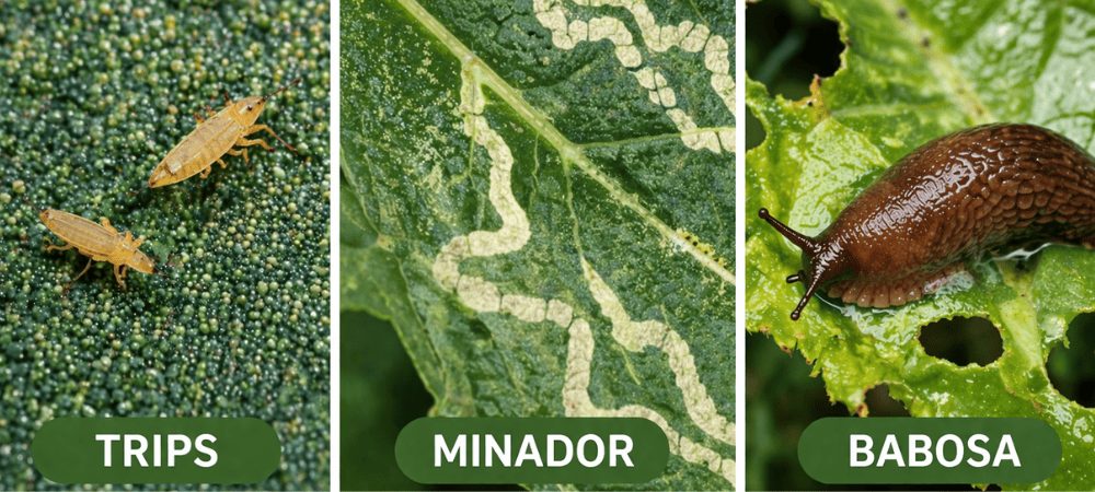 Gusanos verdes en las plantas: ¿cómo diferenciarlos de otros tipos de plagas?