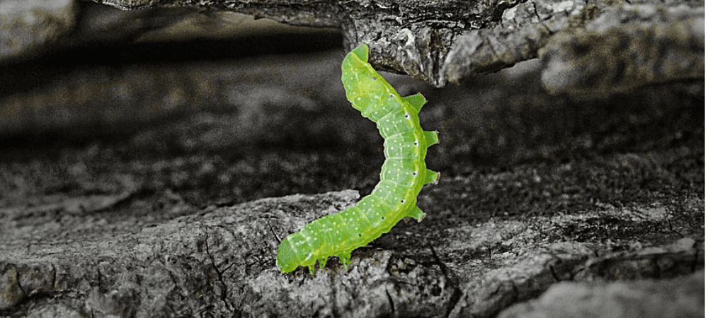 Bruco verde che si nutre su una coltura