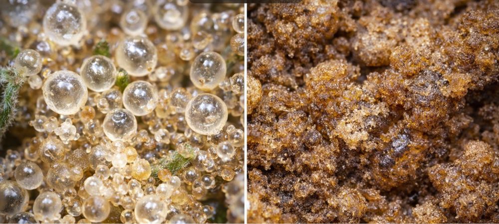 dry sift vs polen 60x microscopio