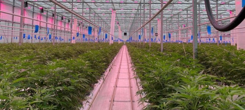Einfluss der Genetik auf den Cannabisanbau bei kontrollierten Großproduktionen