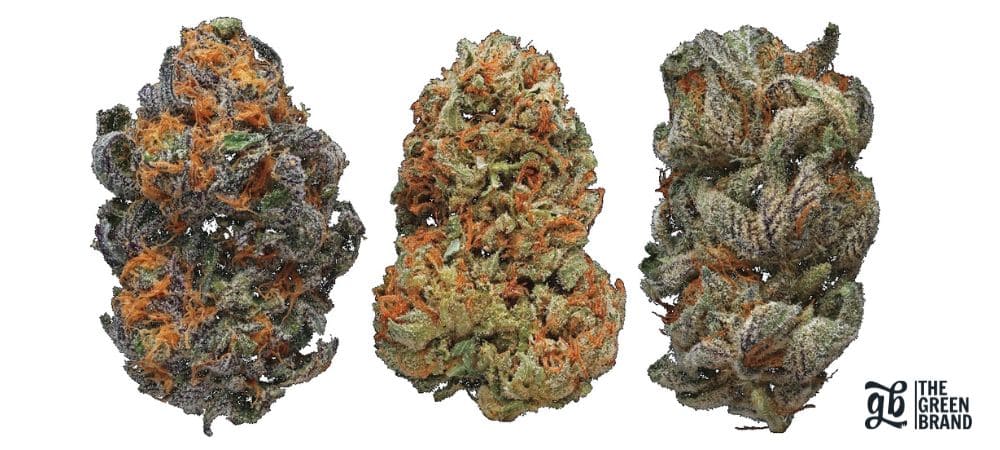 Einfluss der Genetik auf den Cannabisanbau, dargestellt in Blüten verschiedener Sorten