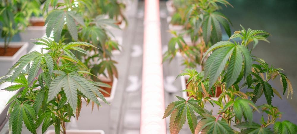 Einfluss der Genetik auf den Cannabisanbau während des Wachstums im Innenbereich