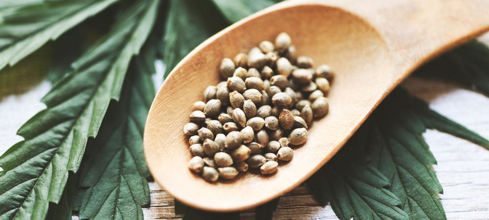 Graines autofloraison en gros sur une cuillère avec feuilles de cannabis