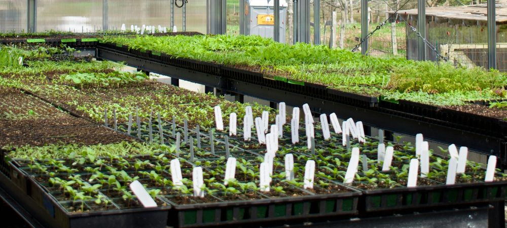 Semillas a granel autoflorecientes en proceso de germinación en bandejas de cultivo
