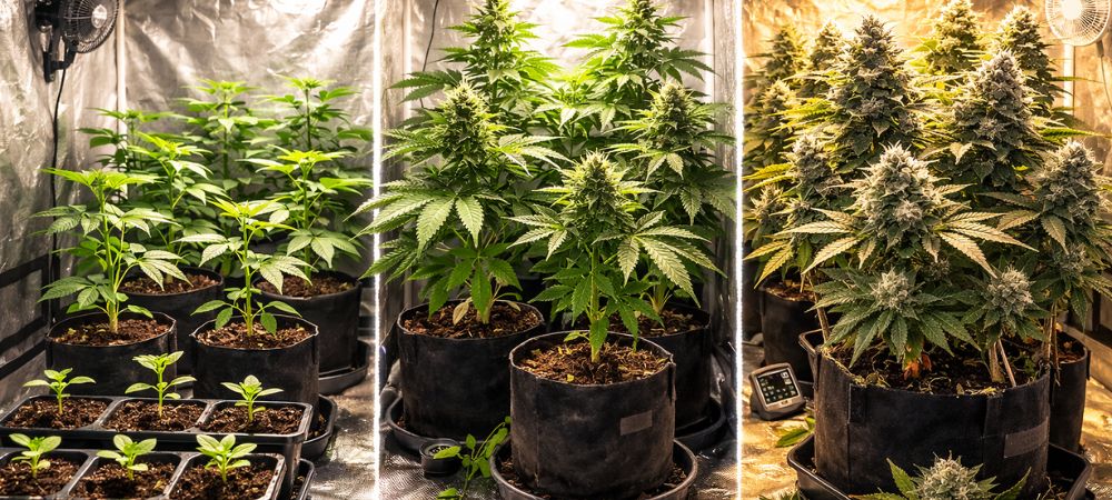 Evolución del cultivo con semillas autoflorecientes a granel desde crecimiento hasta cosecha
