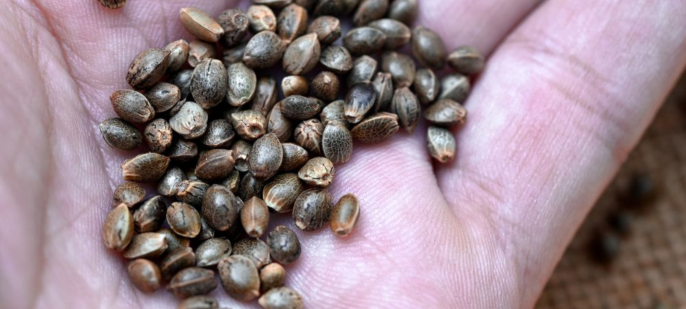 Graines autofloraison en gros prêtes pour la culture de cannabis