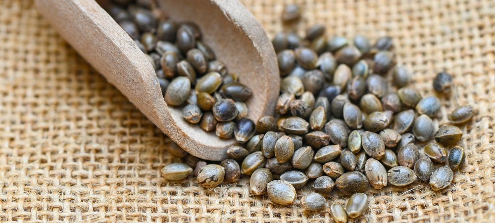 Détail de graines autofloraison en gros pas chères pour culture