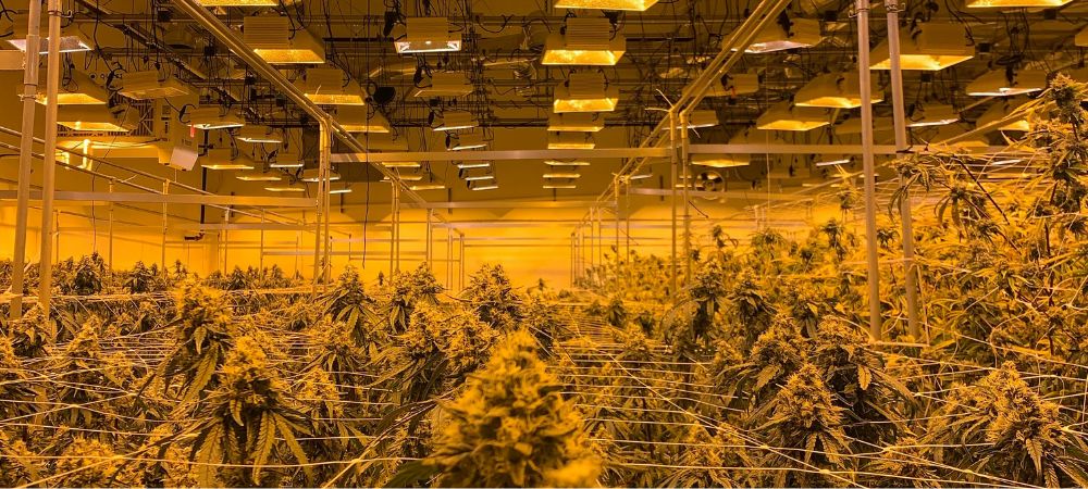 Cultivo indoor de semillas de marihuana con aroma intenso en fase avanzada de floración
