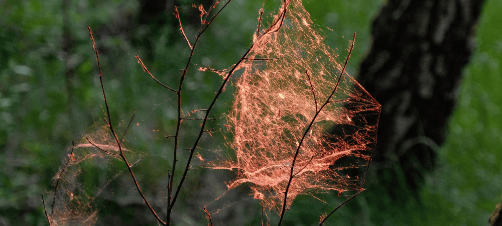 Planta afectada por las telarañas de las arañas rojas