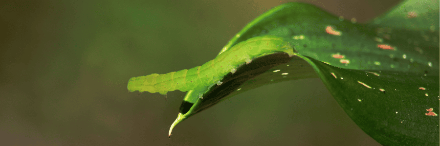 Gusano verde: causas, síntomas y remedios