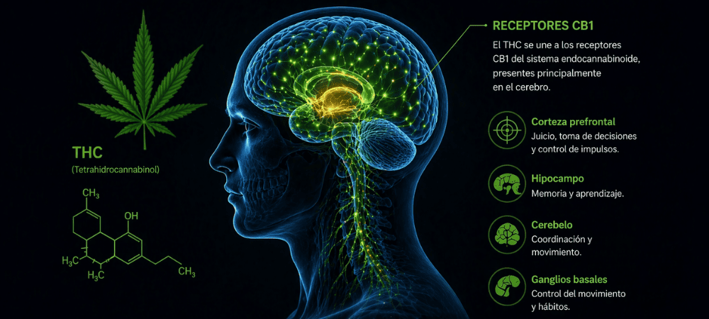 Infografia sobre o efeito do THC no cérebro para compreender como a cannabis afeta a condução 