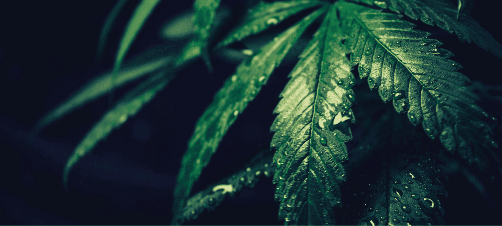 Pianta di cannabis da esterno dopo la pioggia