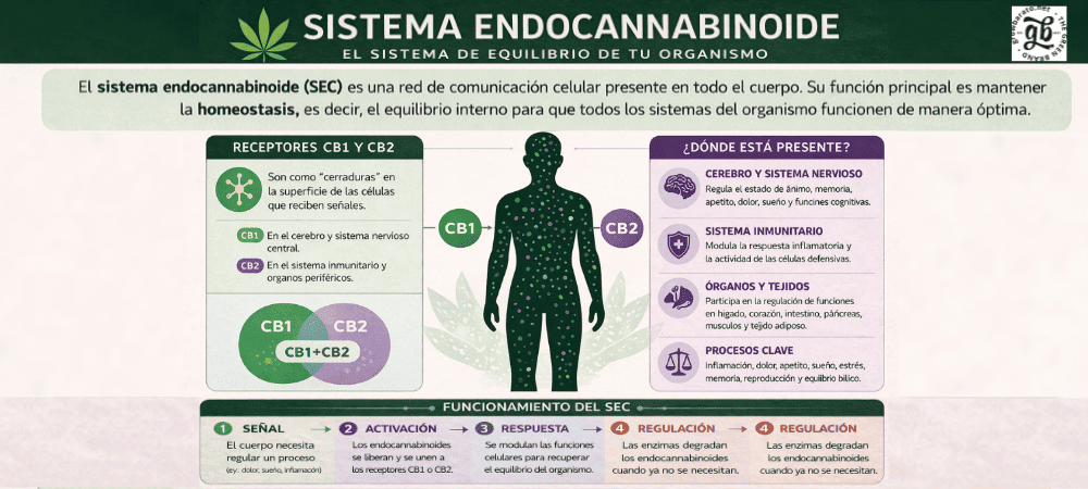 Infografía del sistema enfocannabinoide con receptores CB1 y CB2, y su función en el organismo