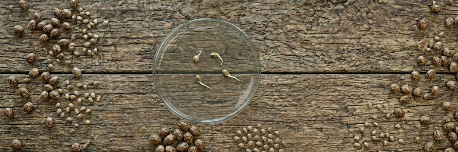 Triploid seeds: what they are and why they have revolutionized cultivation