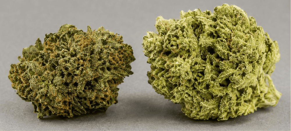 Comparación visual entre cannabis liofilizado y cannabis secado