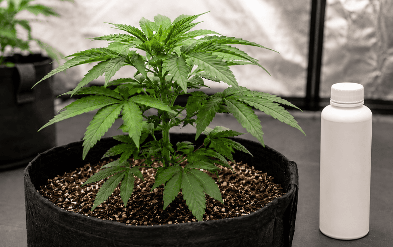 Planta joven de cannabis en fase de crecimiento vegetativo junto a fertilizantes nitrogenados
