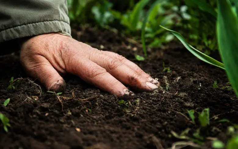 Fertilizantes químicos y orgánicos: diferencias, ventajas y cuándo usar cada uno