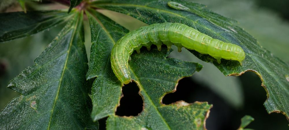 gusano verde encima de una hoja en avanzada deterioridad por mordeduras