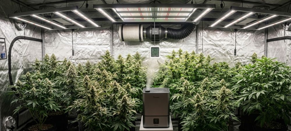 humidificador de aire en cultivo indoor de cannabis