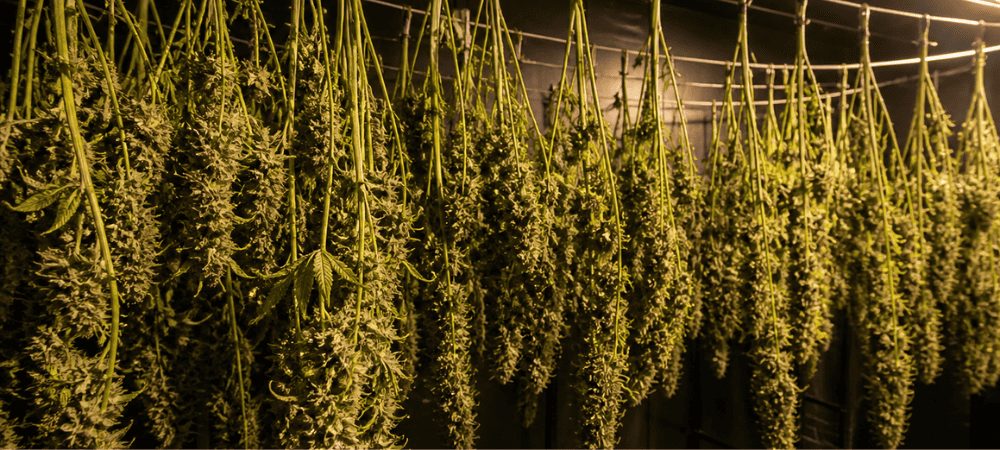 Cogollos de cannabis colgados durante el secado previo al uso de una peladora de cogollos en seco