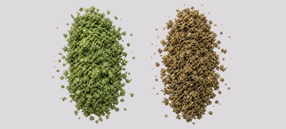 Comparación visual entre cogollo húmedo y cogollo seco antes del uso de una peladora de cogollos en seco
