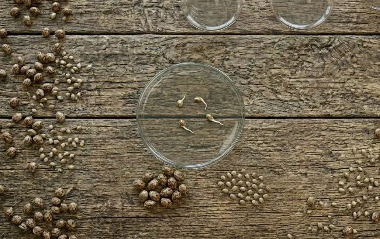 Semillas triploides: qué son y por qué han revolucionado el cultivo