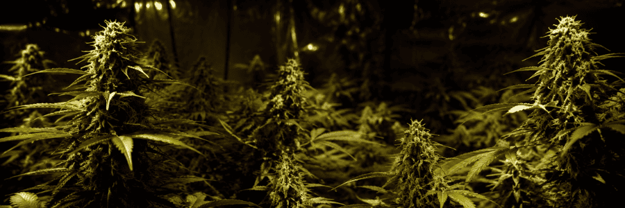 Películas de narcos: la gran mentira de Hollywood sobre el cultivo de cannabis