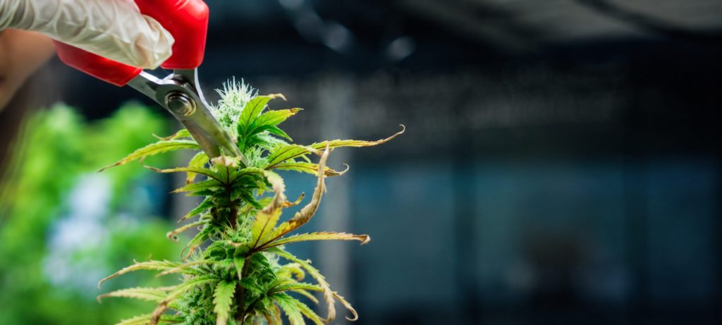 El momento perfecto cuando se corta la marihuana de exterior