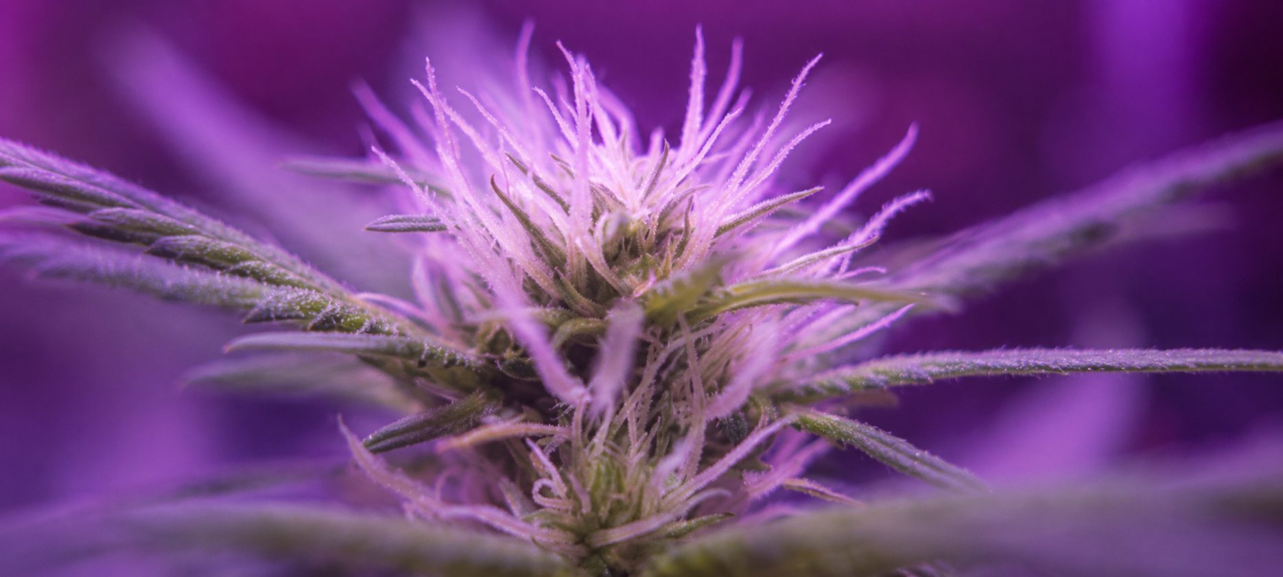 Pistilos de la marihuana que indican cuándo cortar marihuana