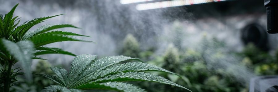 ¿Para qué sirve un humidificador de aire en el cultivo de cannabis?