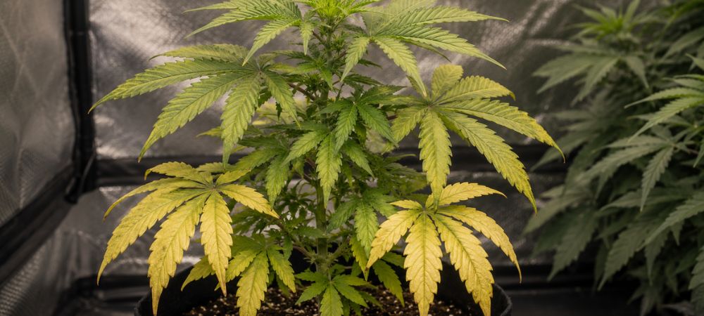 A marijuana plant showing signs of nitrogen deficiency with yellow leaves before the application of nitrogen fertilizers