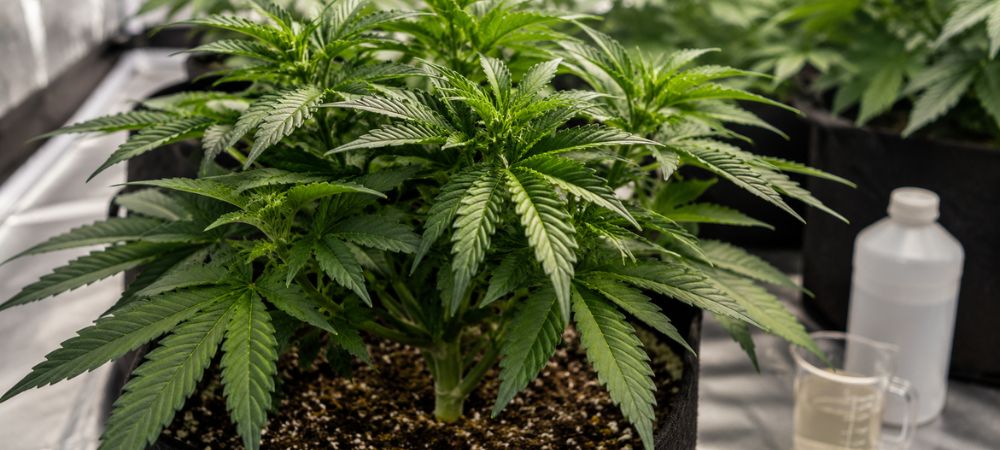 A growing marijuana plant with healthy green leaves after the application of nitrogen fertilizers