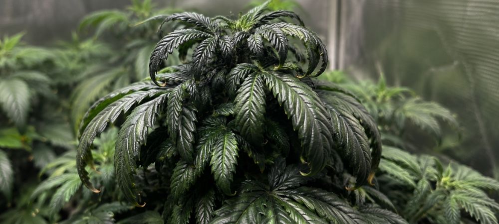 Exceso de fertilizantes nitrogenados en marihuana con hojas oscuras, puntas quemadas y forma de garra