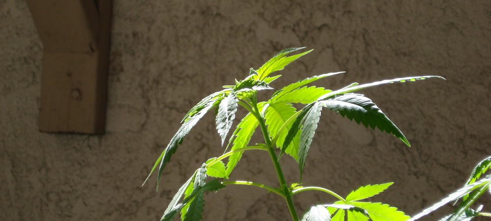 marihuana skunk
