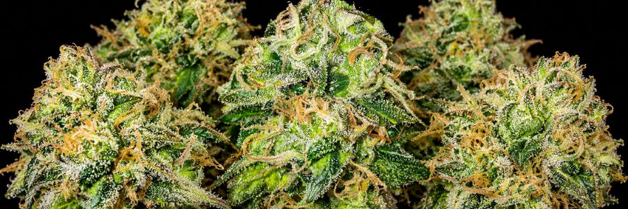 Jack Herer: qué es, efectos, sabor y cómo cultivarla