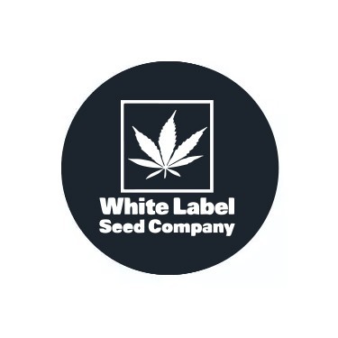 Semillas autoflorecientes White Label