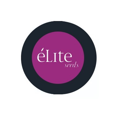 Semillas feminizadas Élite Seeds