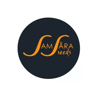 Semillas autoflorecientes Samsara Seeds