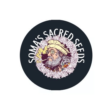 Semillas feminizadas Soma Seeds