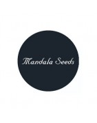 Semillas feminizadas Mandala Seeds